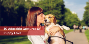 10 Adorable Gestures Of Puppy Love