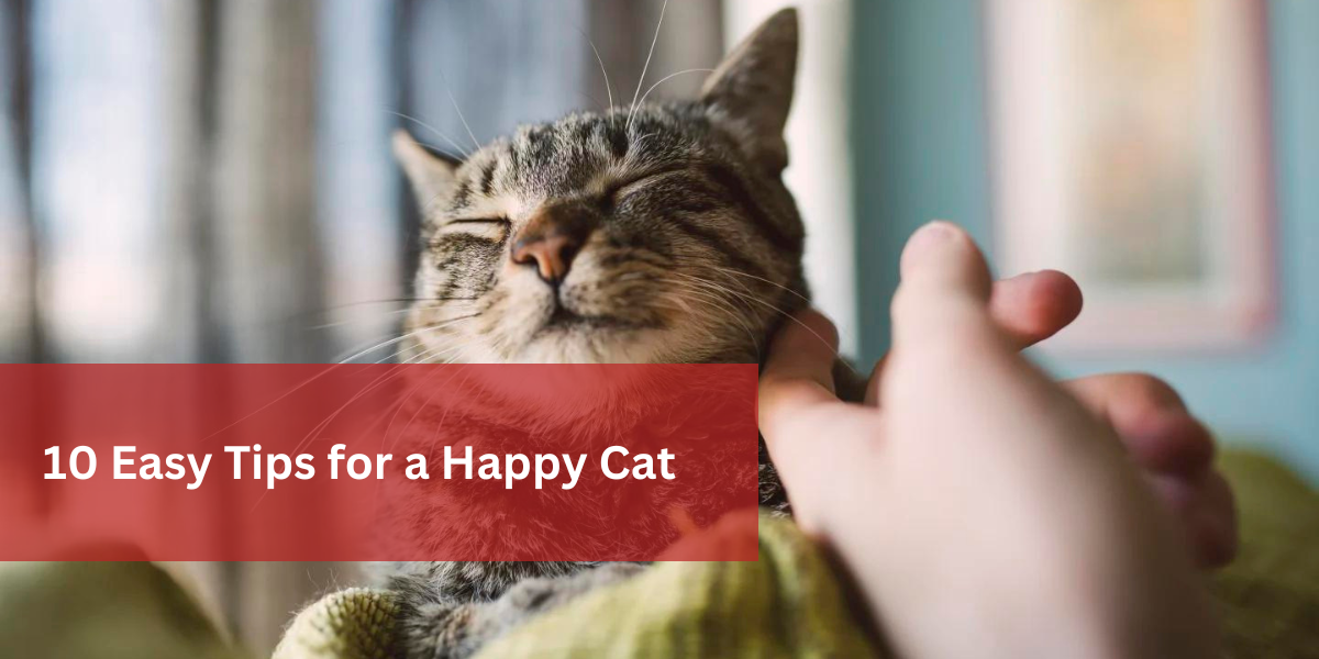 10 Easy Tips for a Happy Cat