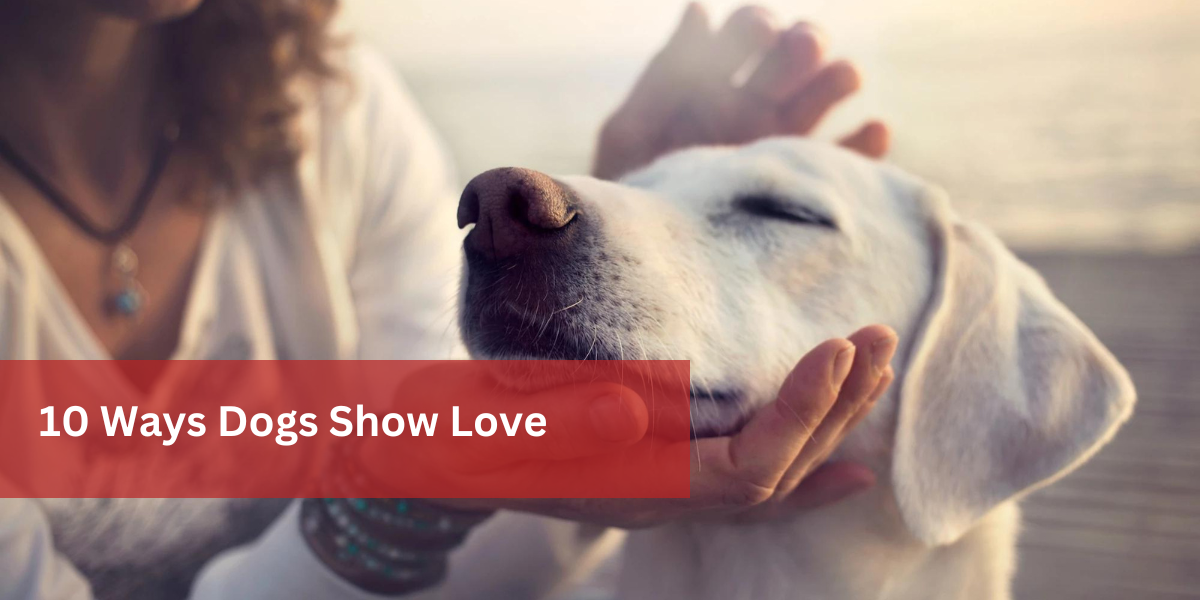 10 Ways Dogs Show Love