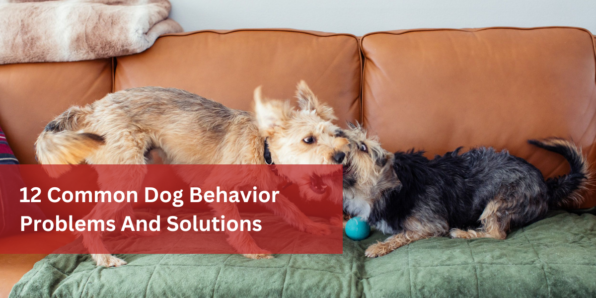 12 Common Dog Behavior Problems And Solutions