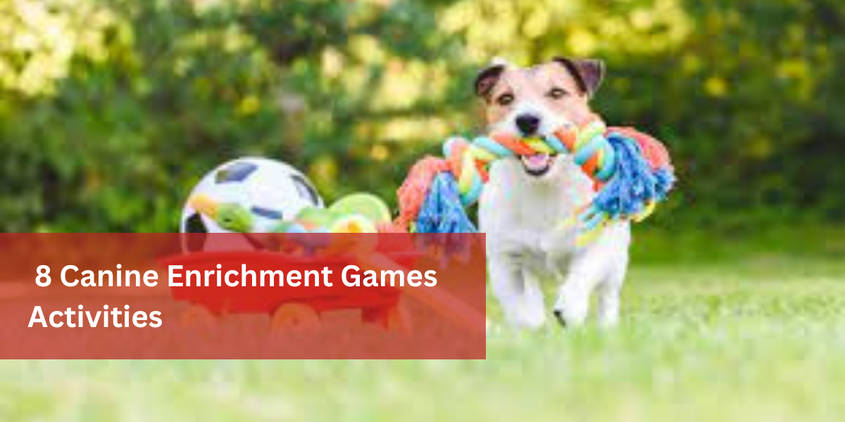 8 Canine Enrichment Games Activities