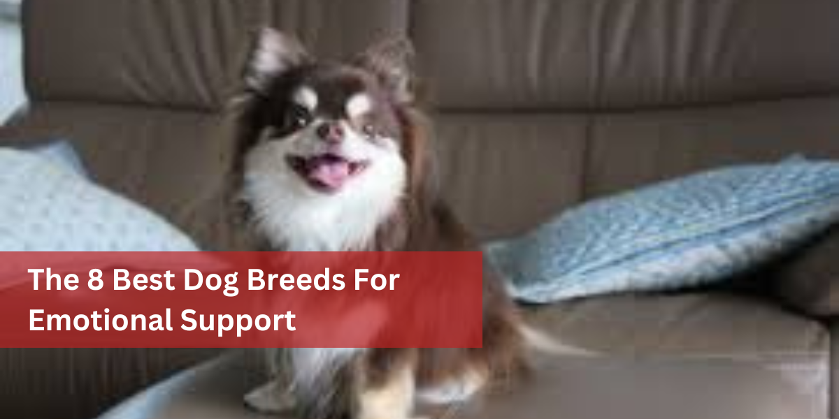 The 8 Best Dog Breeds For Emotional Support