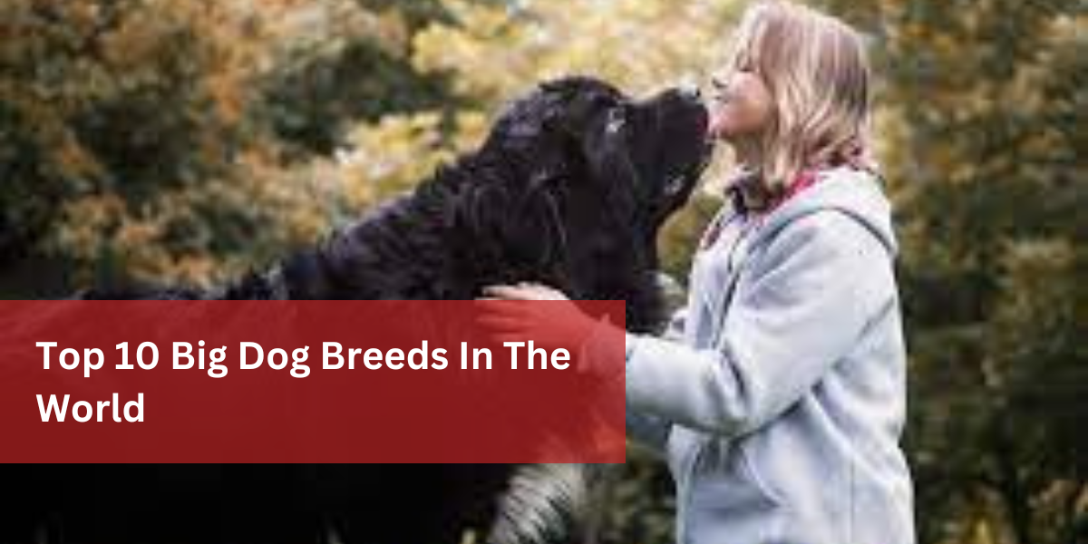 Top 10 Big Dog Breeds In The World