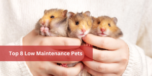 Top 8 Low Maintenance Pets