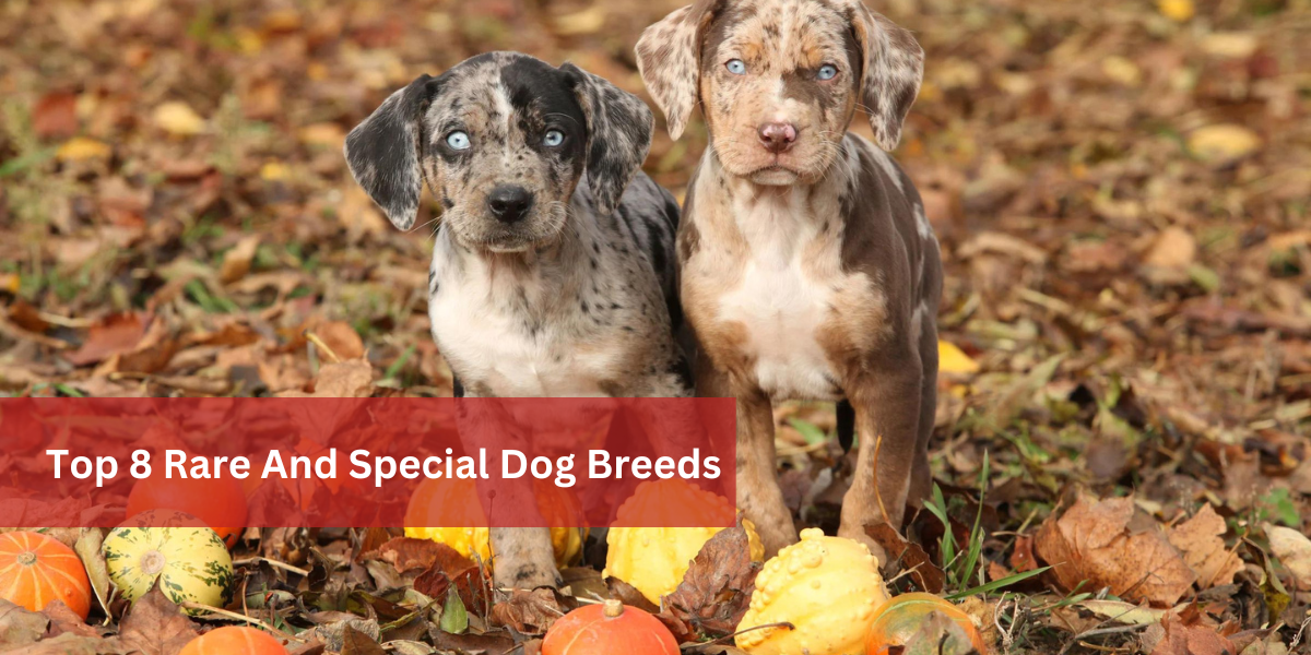 Top 8 Rare And Special Dog Breeds