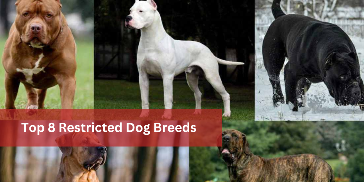 Top 8 Restricted Dog Breeds